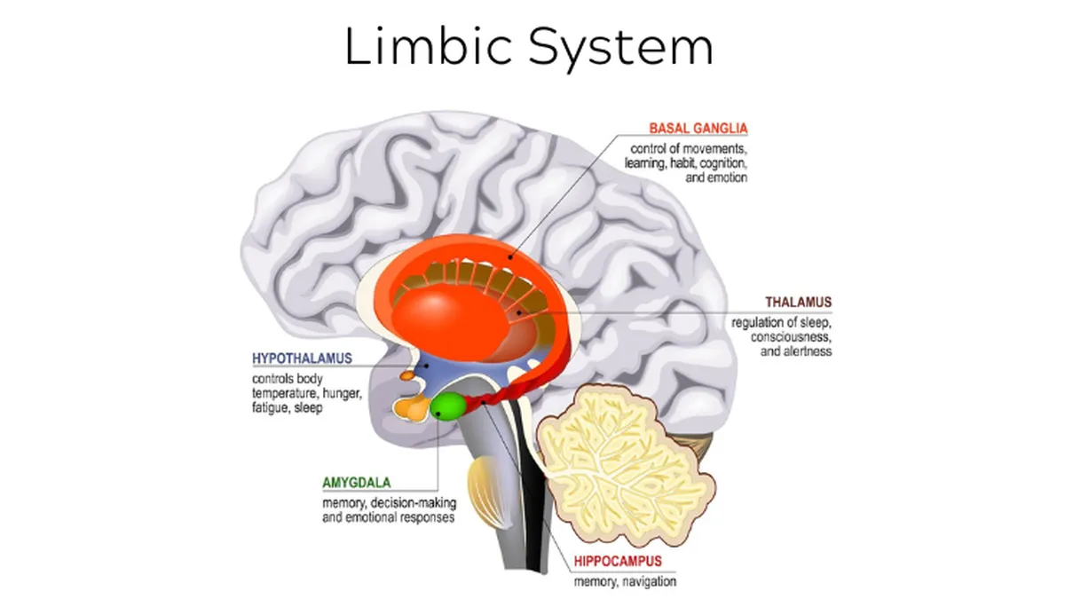 Copy of Limbic