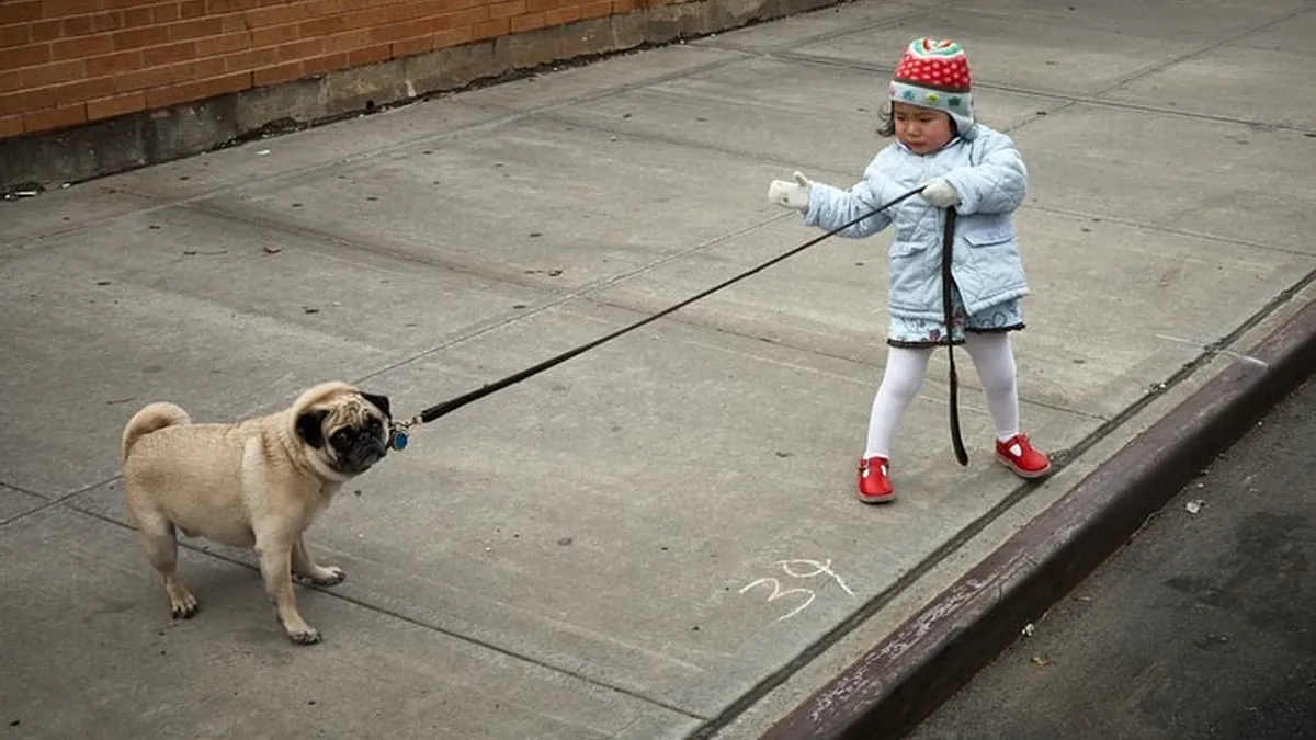 Pulling pug